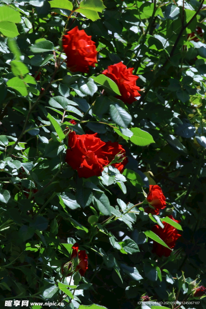 月季花