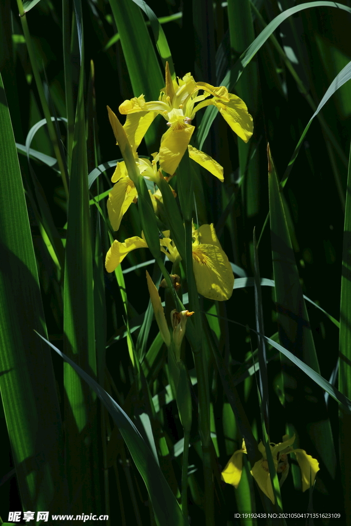 黄花鸢尾