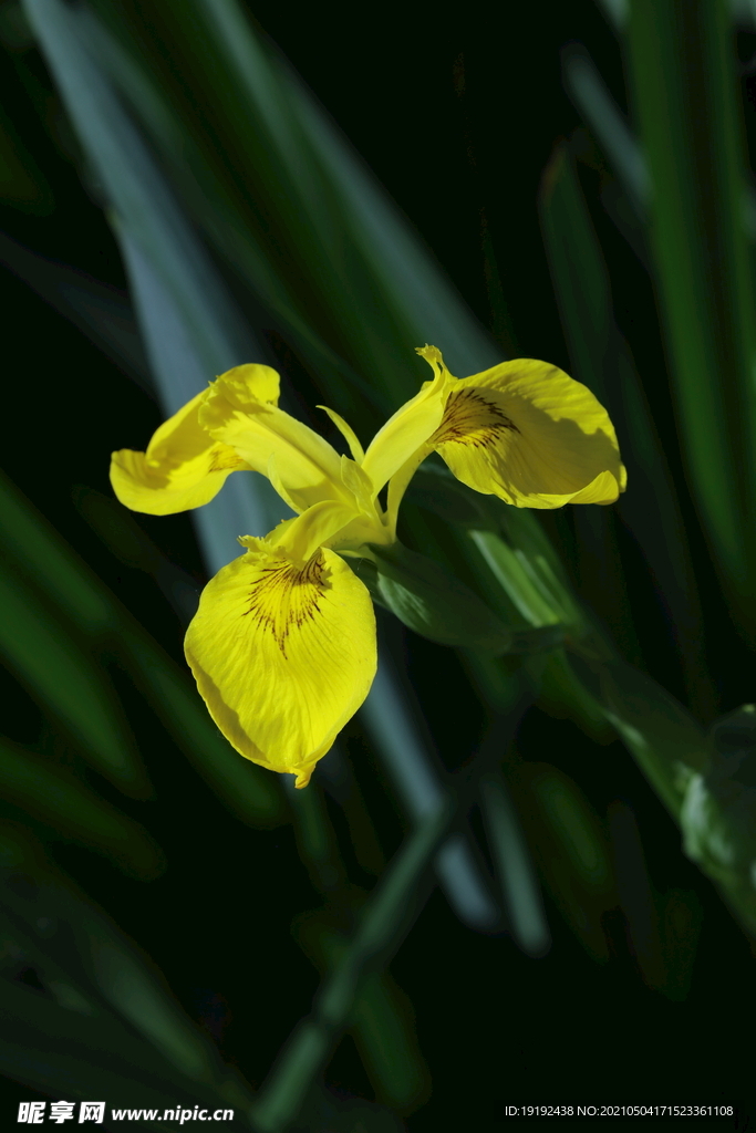 黄花鸢尾 