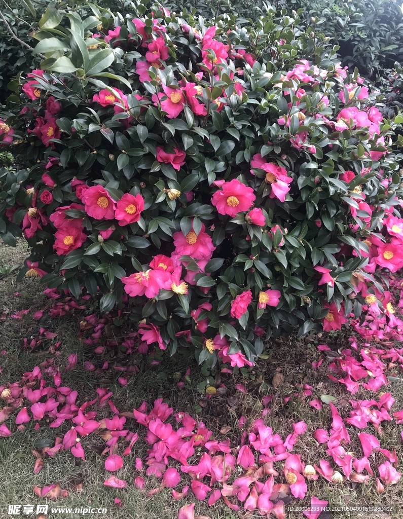 落花