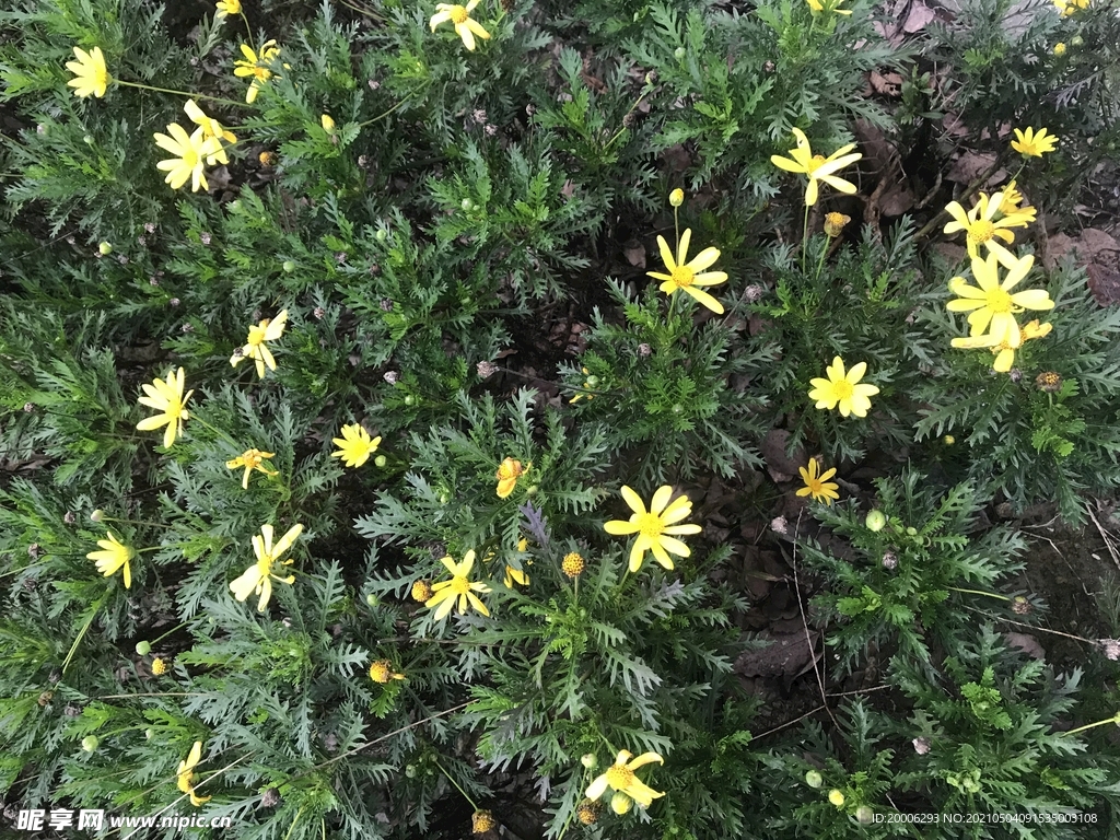 花
