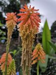火炬花