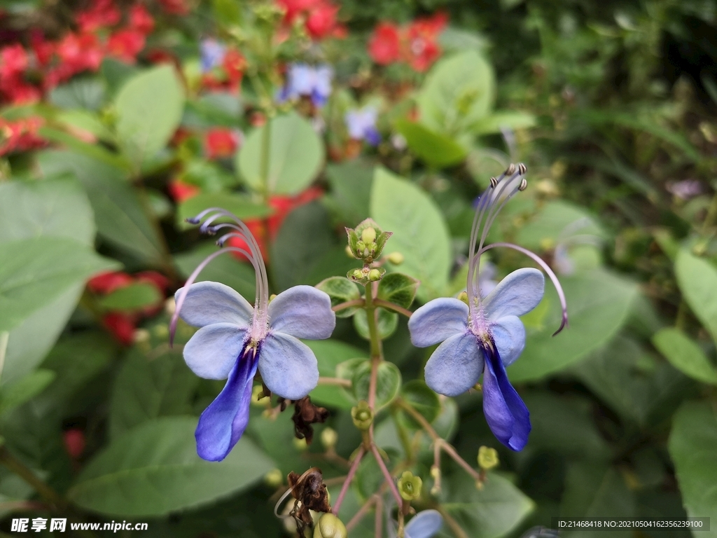  蓝蝴蝶花