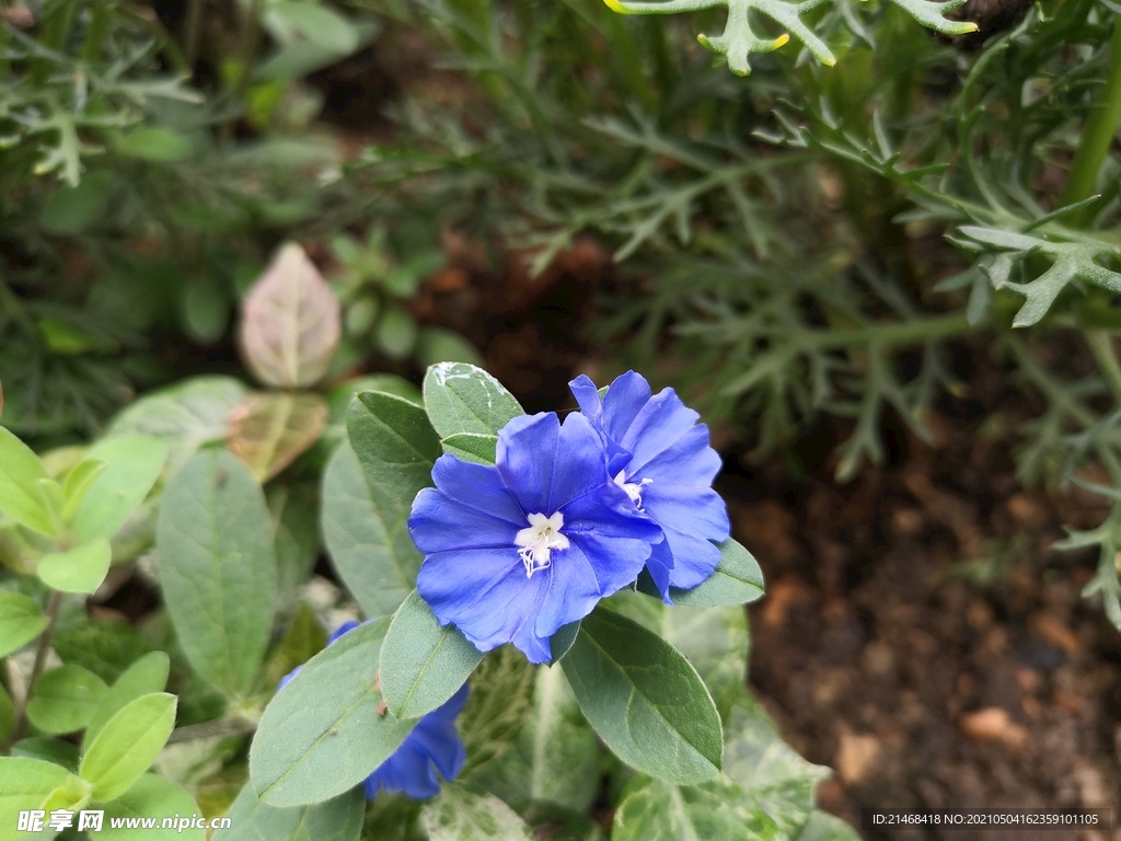 蓝星花