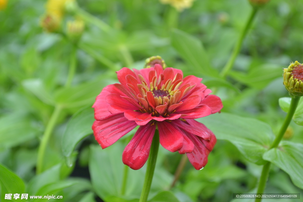 百日菊