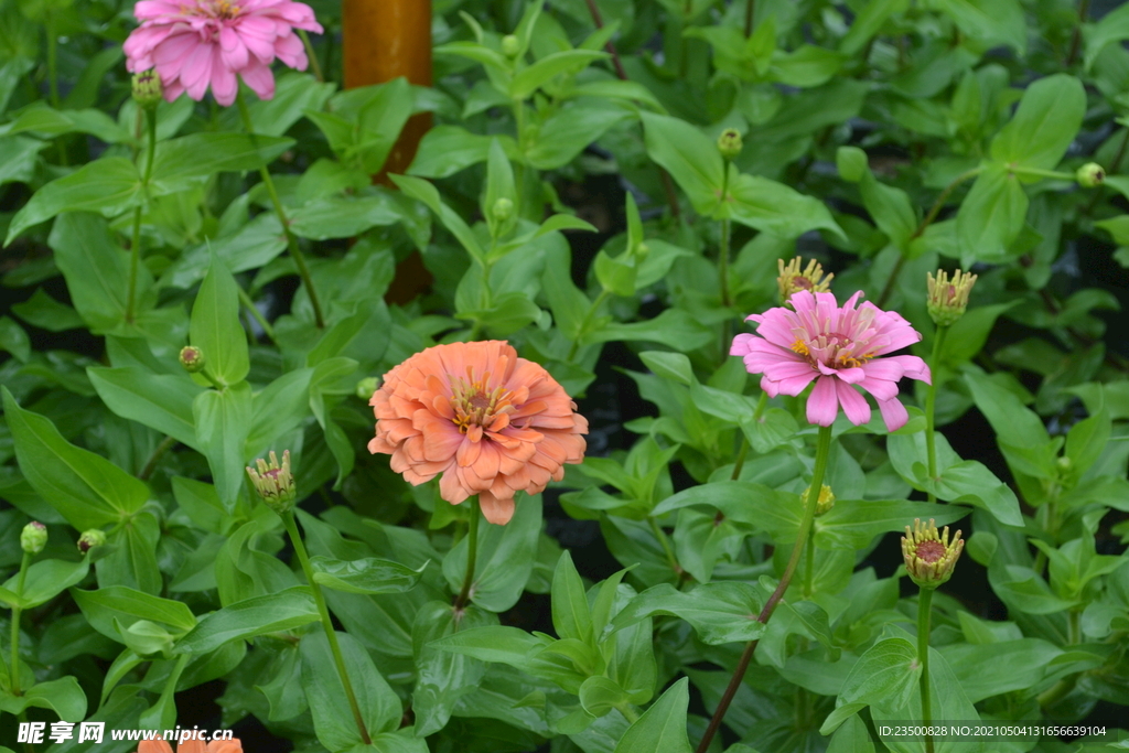 百日菊