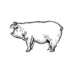 黑白手绘线描一只猪