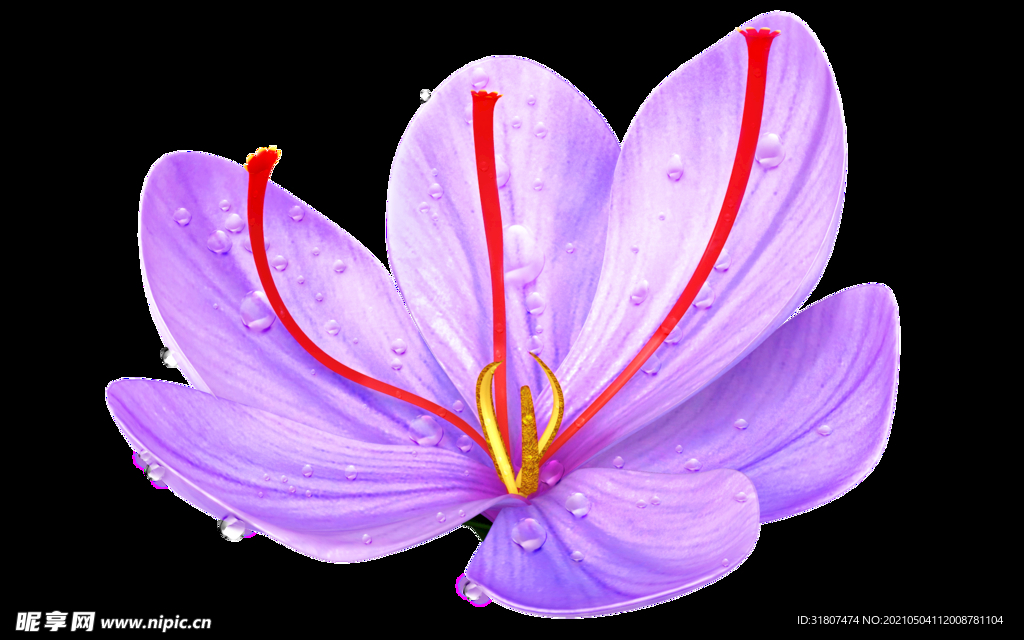 西红花 番红花 藏红花