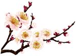 梅花