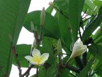缅栀子