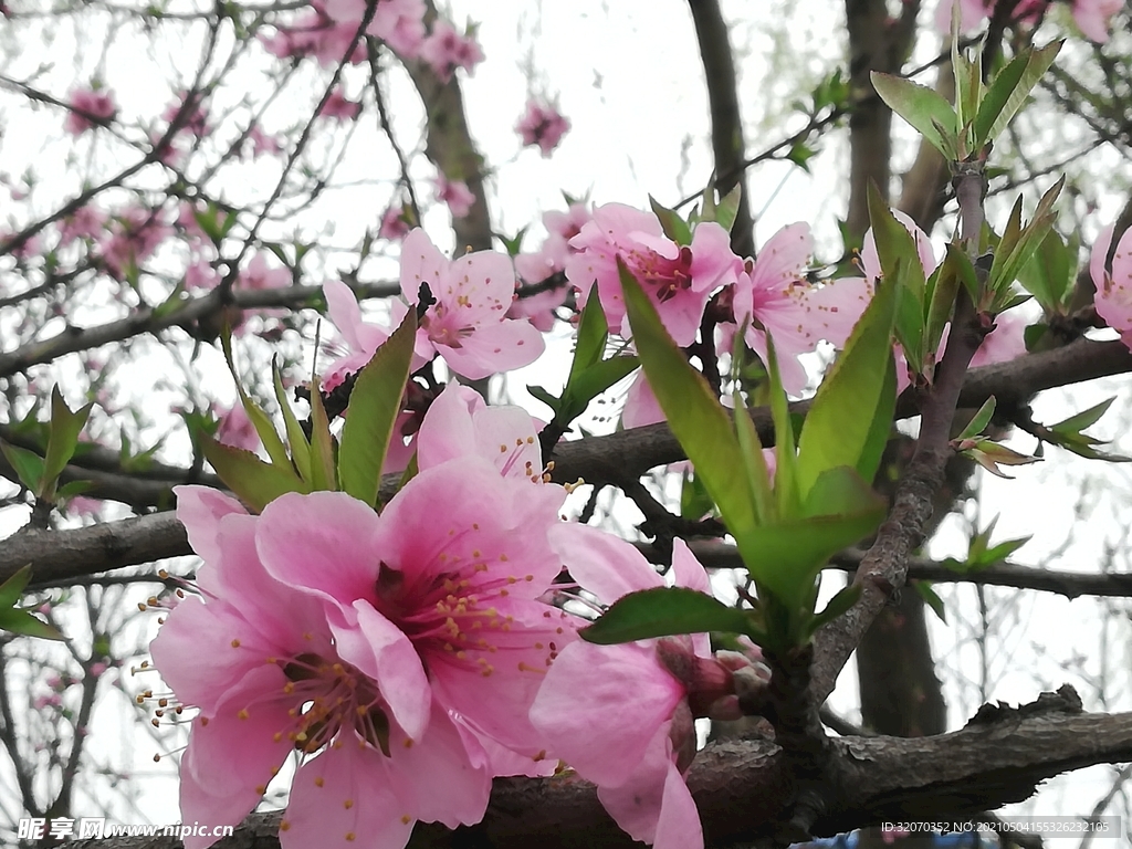 桃花