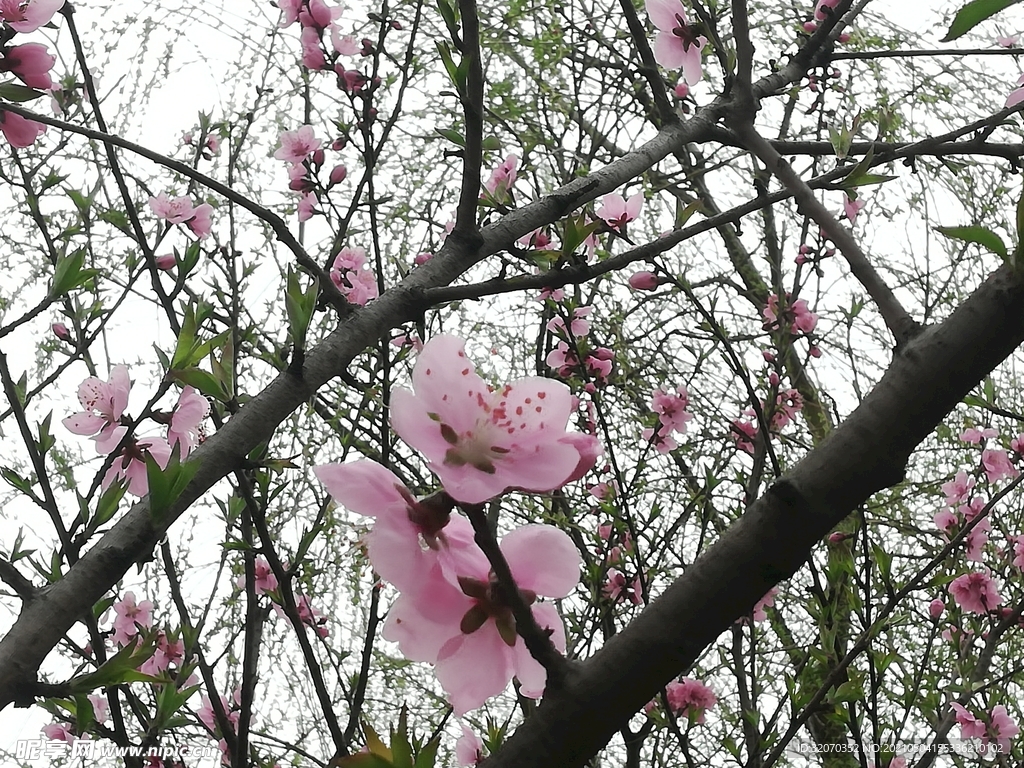 桃花