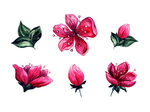 矢量桃花