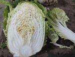 白菜
