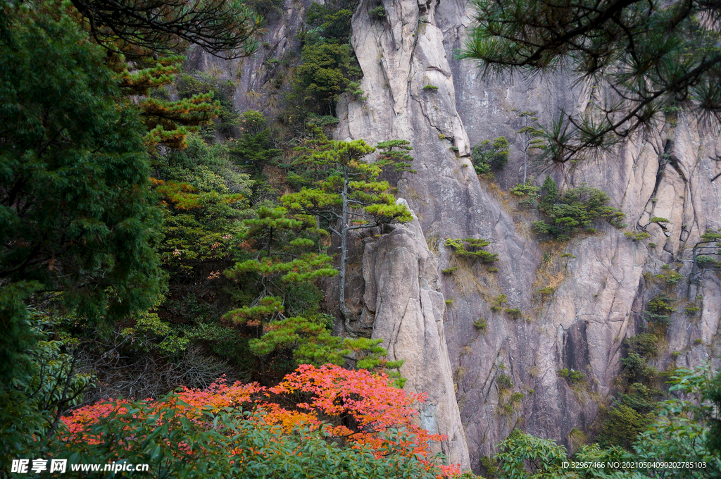 安徽黄山惊鸿一瞥