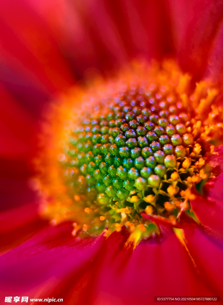 非洲菊 花蕊