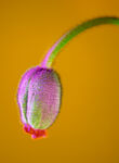 花苞