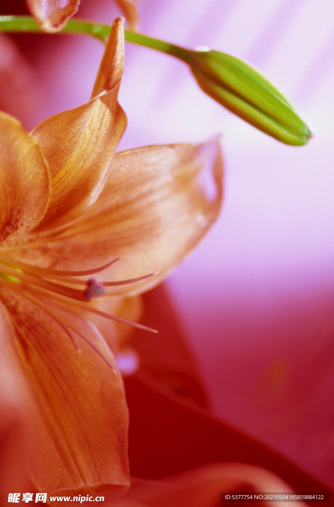 百合花