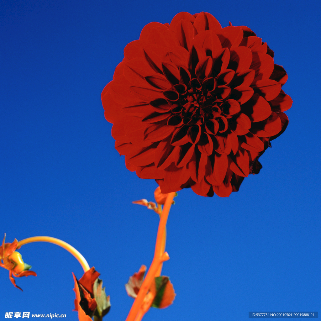百日菊