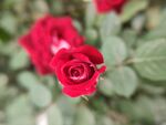 月季花