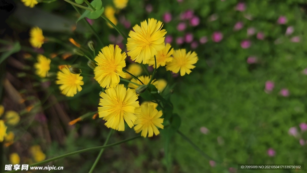 小黄花