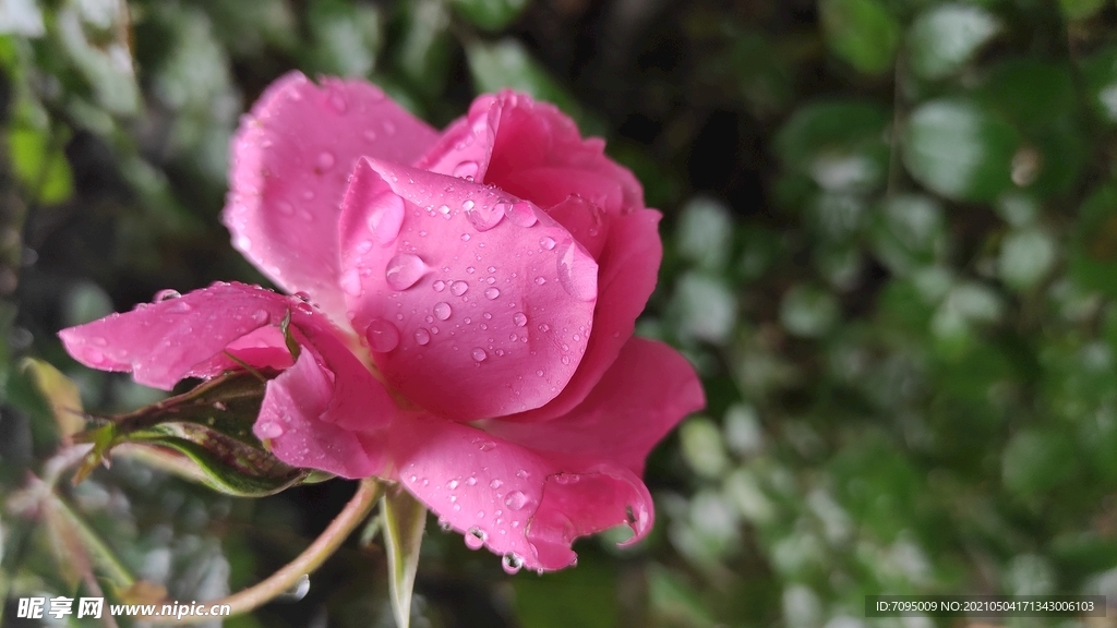 雨中花