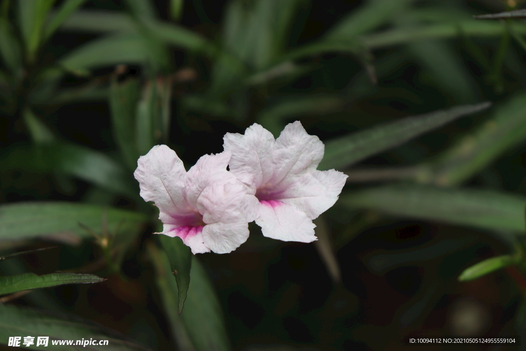 花草
