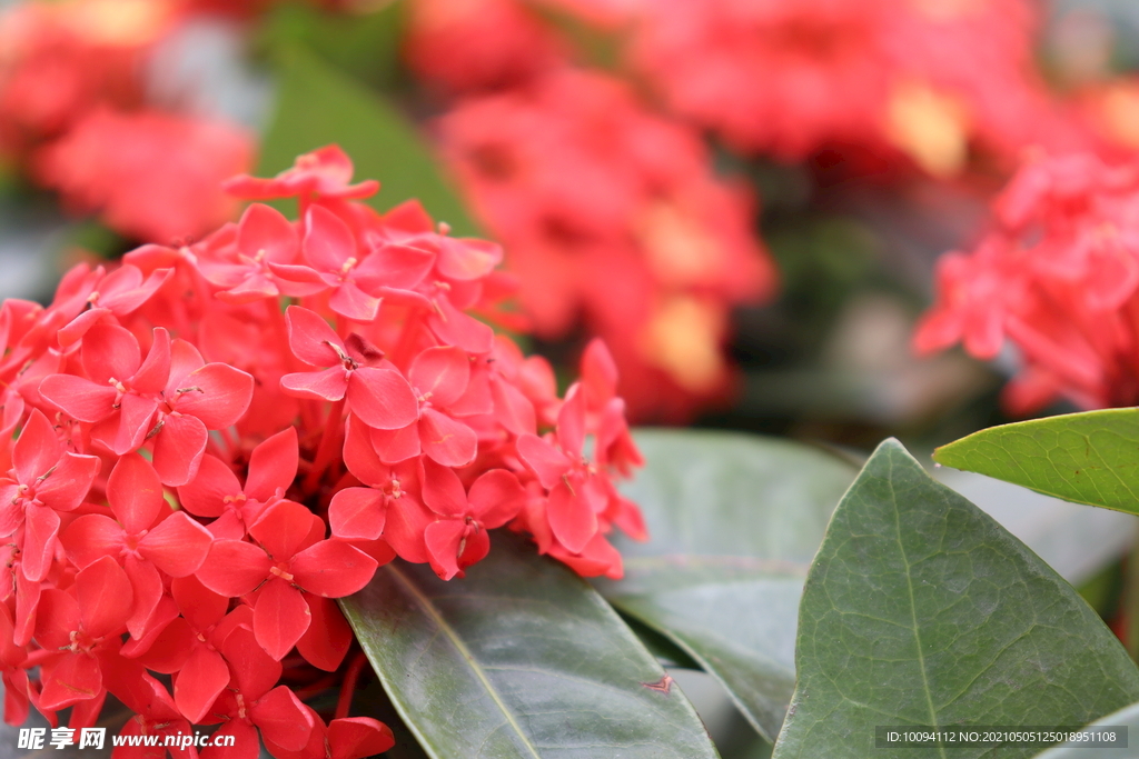 花