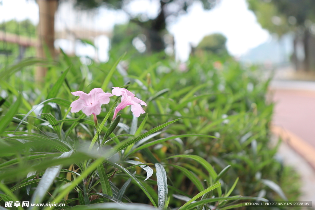 花草