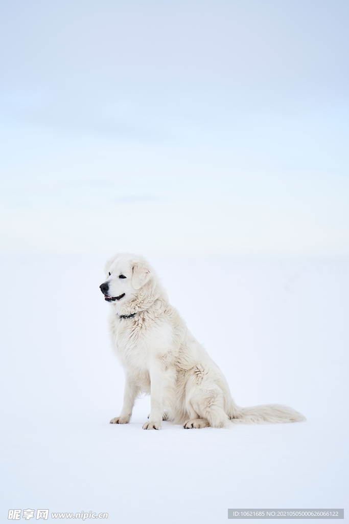 狼              