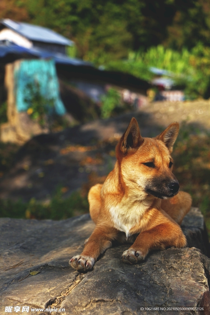 狼              