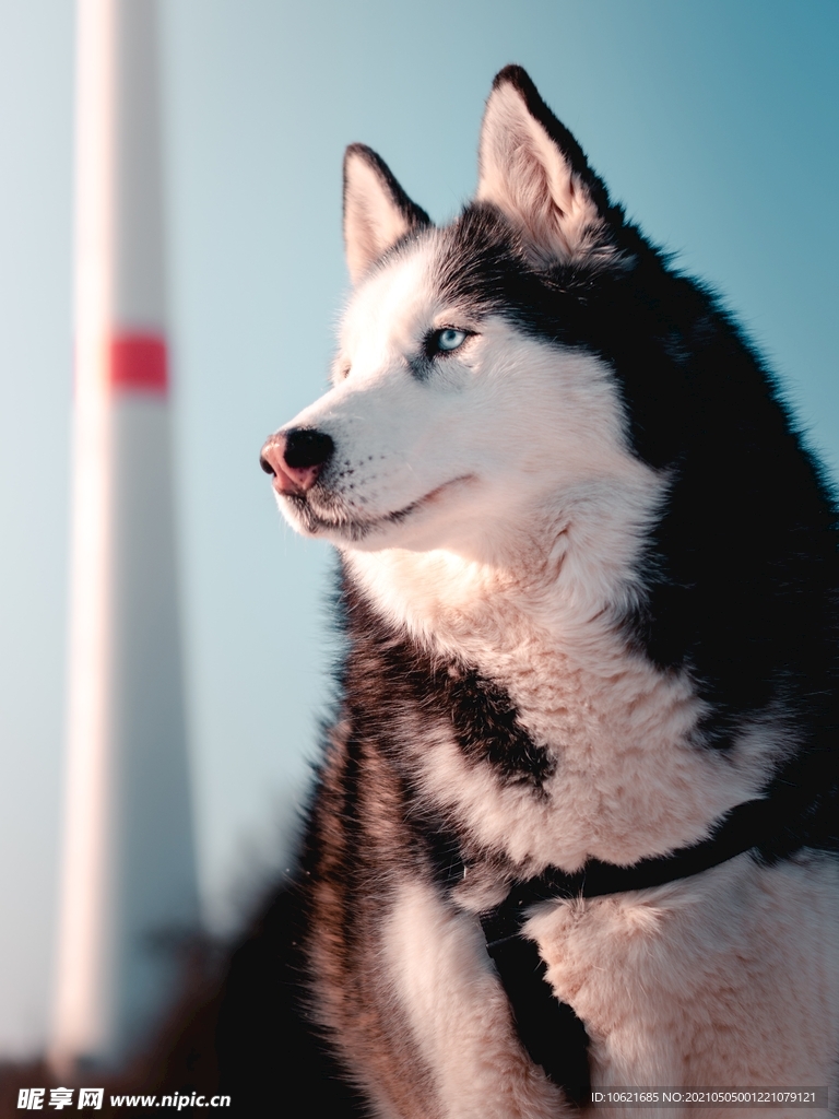 狼              