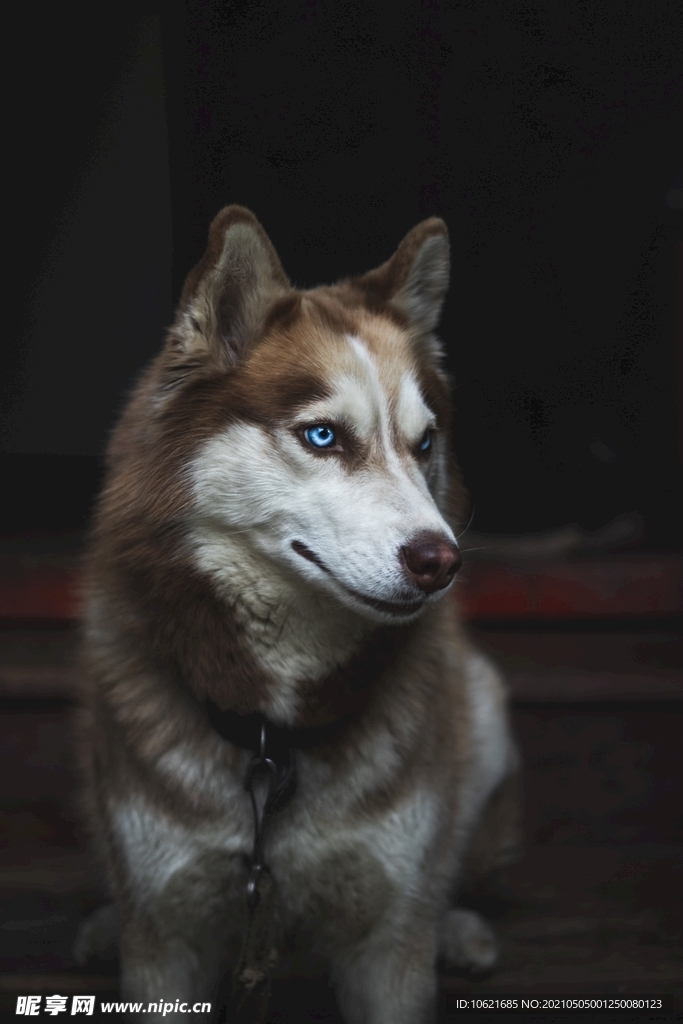 狼              