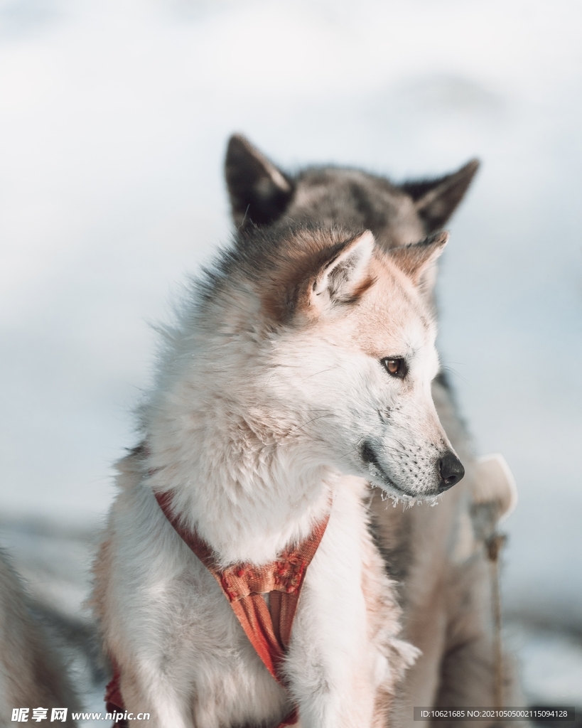 狼              