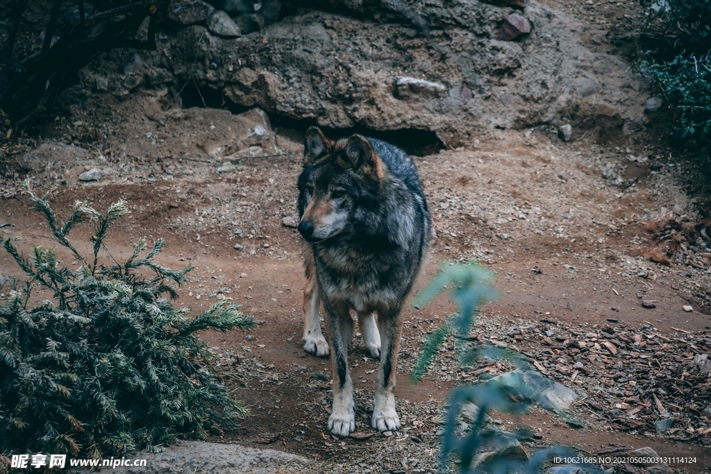 狼              