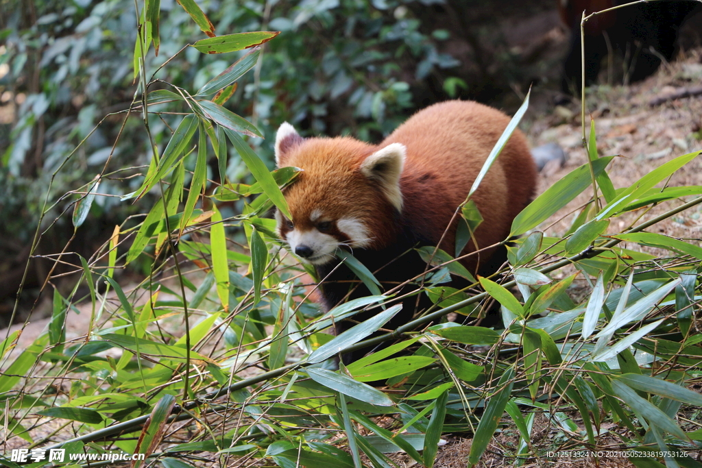 小熊猫