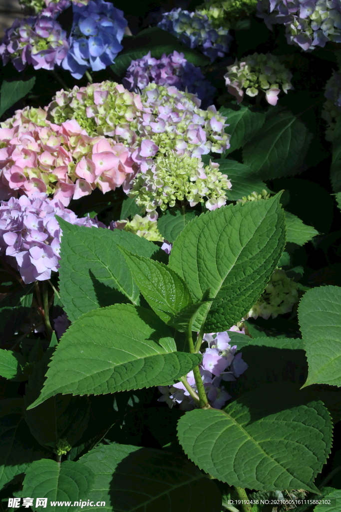 绣球花 