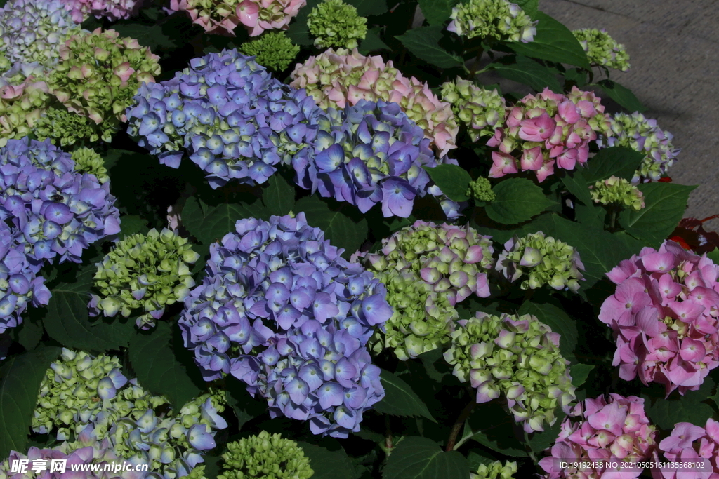 绣球花