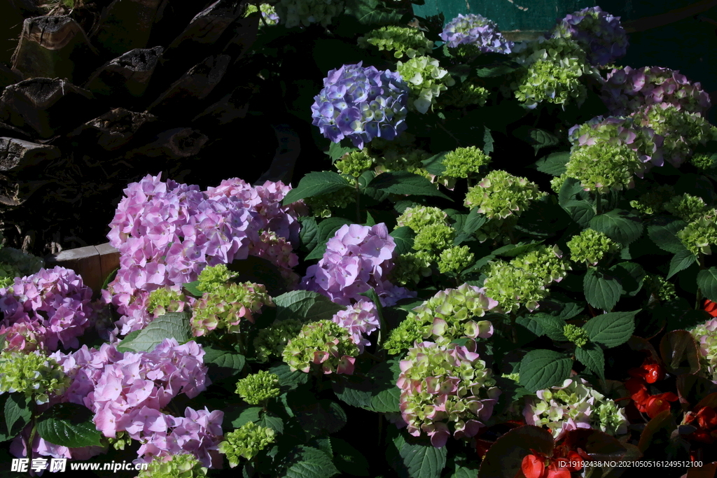 绣球花