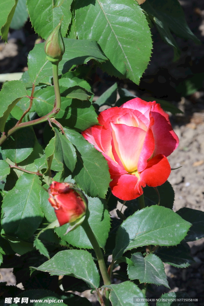 月季花