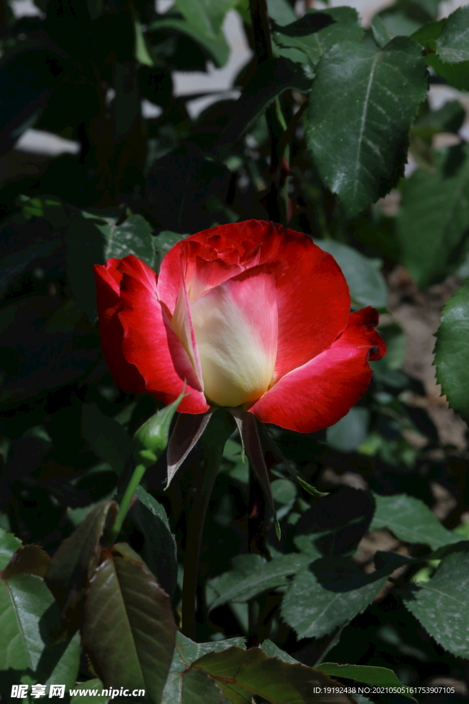月季花 