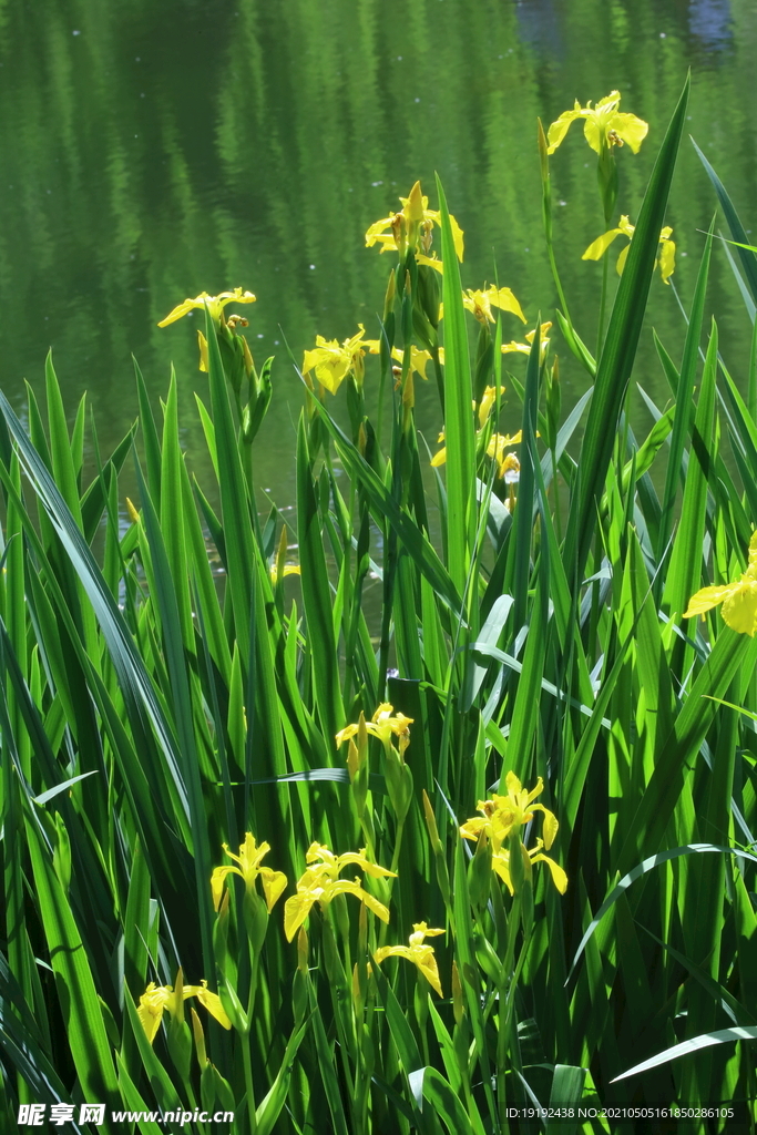 黄花鸢尾