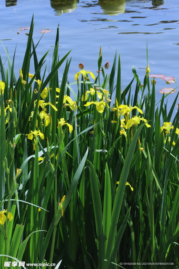 黄花鸢尾