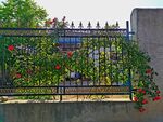 缠绕栅栏的月季花