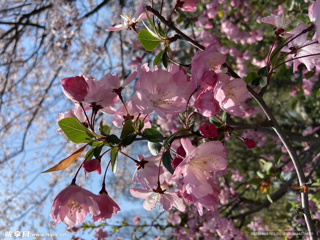 樱花
