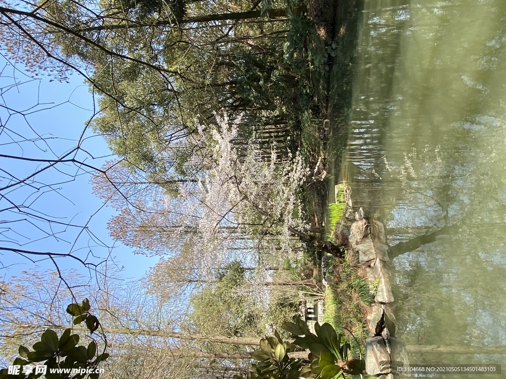 湖旁边的樱花树