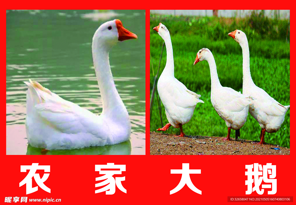 农家大鹅