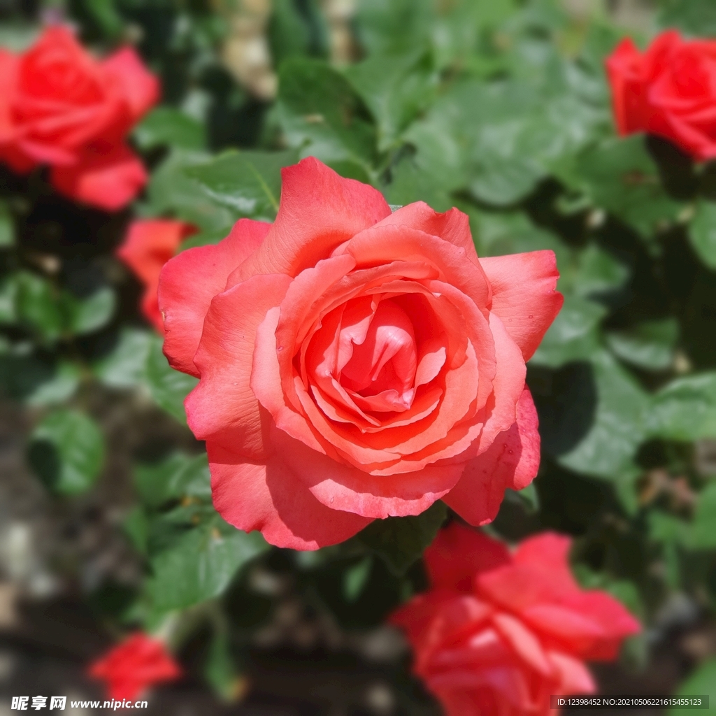 美丽的玫瑰花