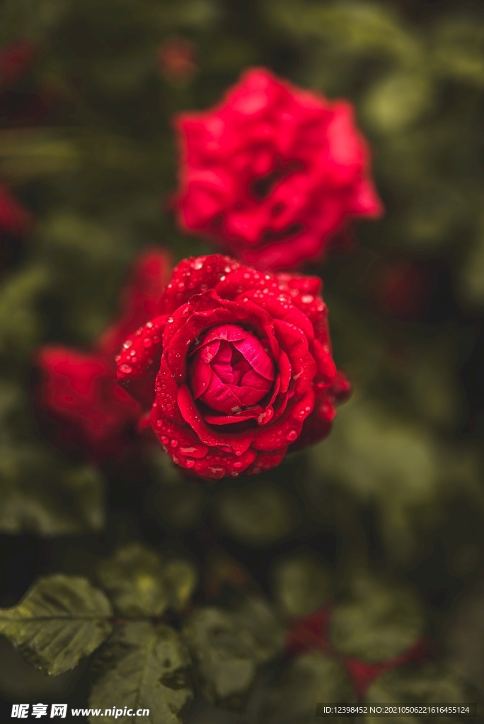 美丽的玫瑰花