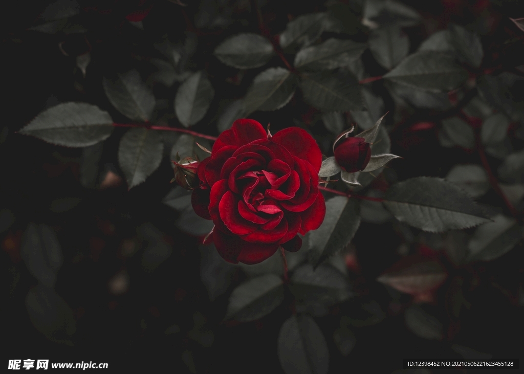 美丽的玫瑰花